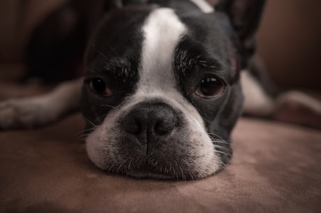 波士顿犬 - 面带微笑的小巧犬种