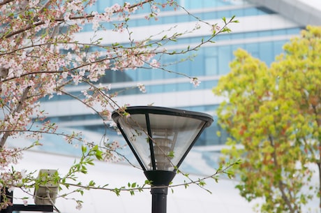 蛇纹身图案 纹上樱花、花朵、玫瑰花之类的图案