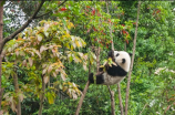 大熊猫图片(惊人！一根竹子竟能让大熊猫开心到爆！)