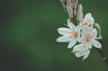 茉莉花花语(吉祥如意,苦尽甘来——茉莉花花语)